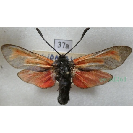 Zygaena purpuralis (Brünnich, 1763) Kraśnik purpuraczek Czech37a